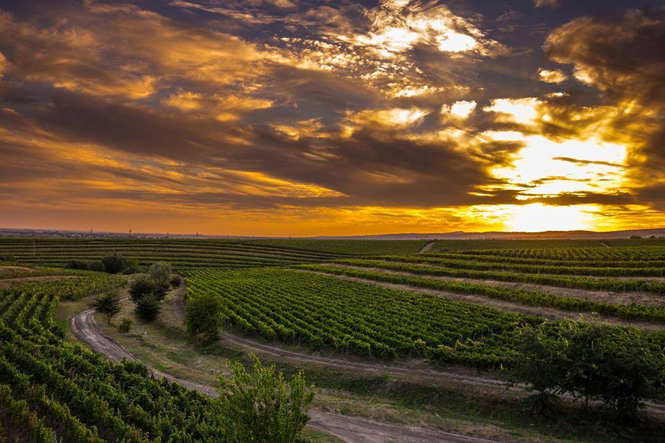 Podgoriile Domeniile Tohani - Sursa vinului de calitate pentru magazinul din Severin